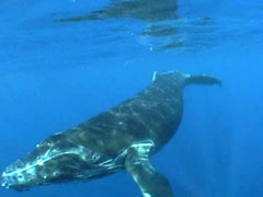 Humpback Whale
