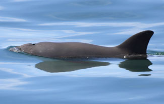 Vaquita